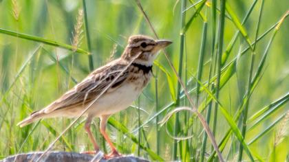 Küçük boğmaklı toygar