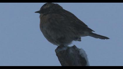 Sürmeli dağbülbülü