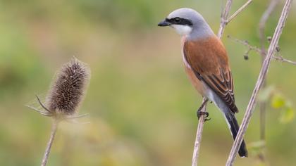 Kızılsırtlı örümcekkuşu