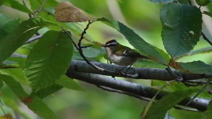 Sürmeli çalıkuşu