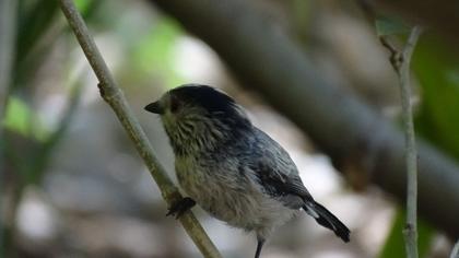 Uzunkuyruklu baştankara