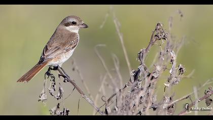 Türkistan örümcekkuşu
