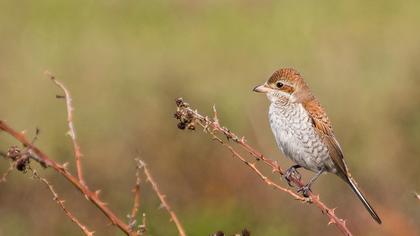 Kızılsırtlı örümcekkuşu