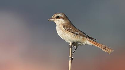 Türkistan örümcekkuşu