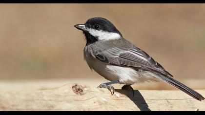 Akyanaklı baştankara