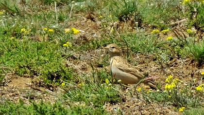 Türkistan çorak toygarı