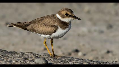 Halkalı küçük cılıbıt
