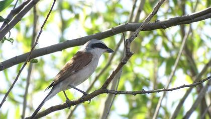 Kızılsırtlı örümcekkuşu