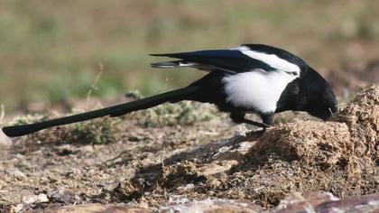 Eurasian Magpie