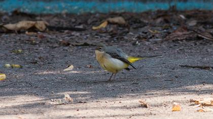 Dağ kuyruksallayanı