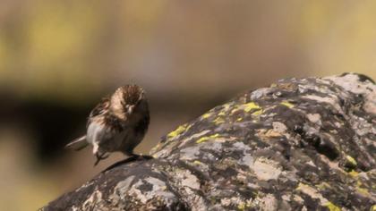 Sarıgagalı ketenkuşu
