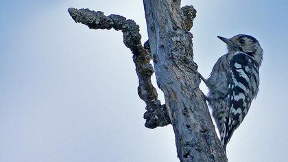 Küçük ağaçkakan