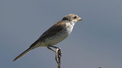 Kızılsırtlı örümcekkuşu
