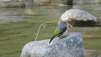 Dağ kuyruksallayanı