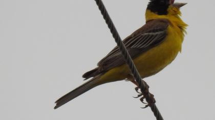 Karabaşlı kirazkuşu