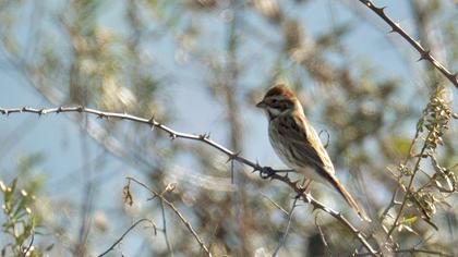 Bataklık Kirazkuşu