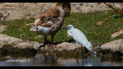 Küçük ak balıkçıl