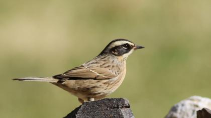 Sürmeli dağbülbülü