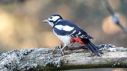 Orman alaca ağaçkakanı