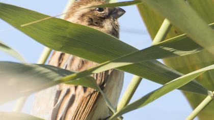 Bataklık Kirazkuşu