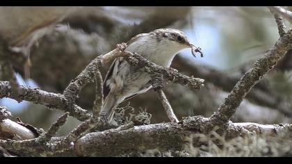 Orman tırmaşıkkuşu