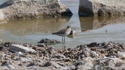 Orman düdükçünü