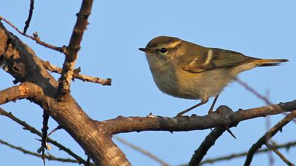 Sarıkaşlı çıvgın