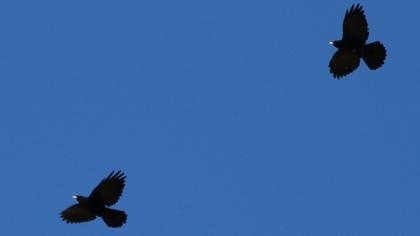 Sarıgagalı dağ kargası