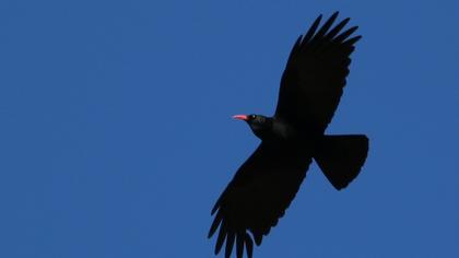 Kırmızıgagalı dağ kargası