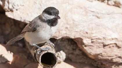 Akyanaklı baştankara