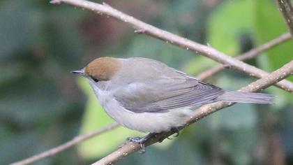 Karabaşlı ötleğen