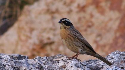 Sürmeli dağbülbülü