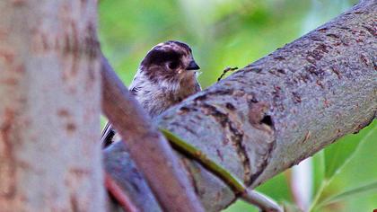 Uzunkuyruklu baştankara