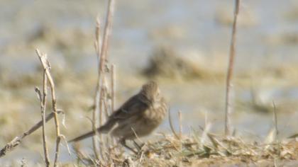 Kızılgerdanlı incirkuşu