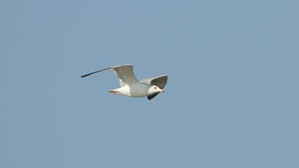 Van gölü martısı