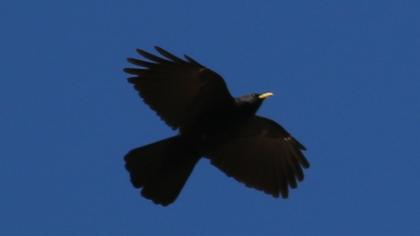 Sarıgagalı dağ kargası