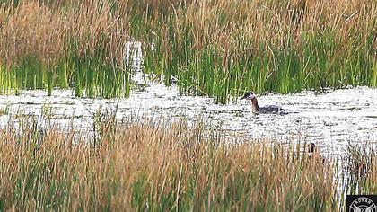 Kızılboyunlu batağan