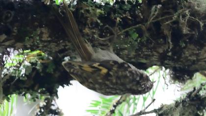 Bahçe tırmaşıkkuşu