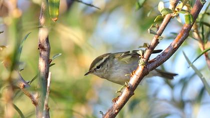 Sarıkaşlı çıvgın