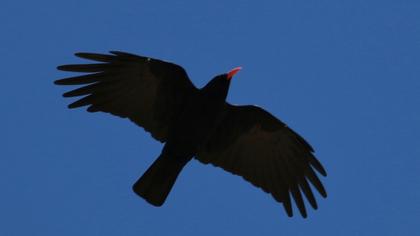 Kırmızıgagalı dağ kargası