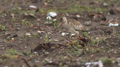 Kıyı çamurçulluğu