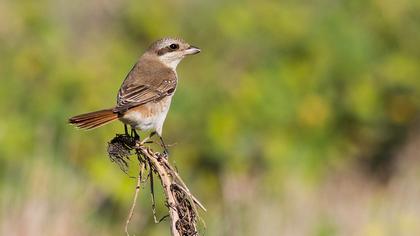 Türkistan örümcekkuşu