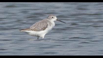 Bataklık düdükçünü