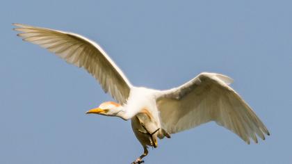 Sığır balıkçılı