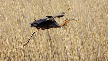 Erguvani balıkçıl
