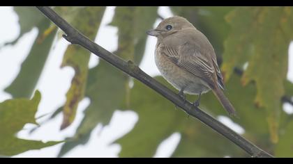 Kızılkuyruklu örümcekkuşu