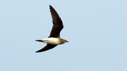 Karakanatlı bataklıkkırlangıcı