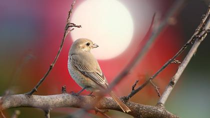 Kızılkuyruklu örümcekkuşu