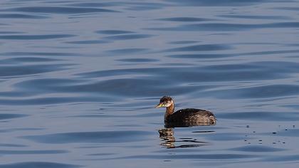 Kızılboyunlu batağan