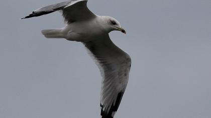 Küçük gümüş martı